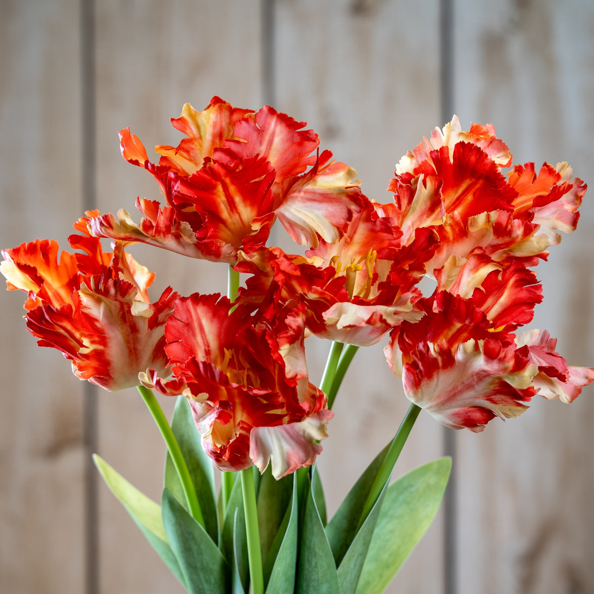Flame Orange Parrot Tulip - image 1