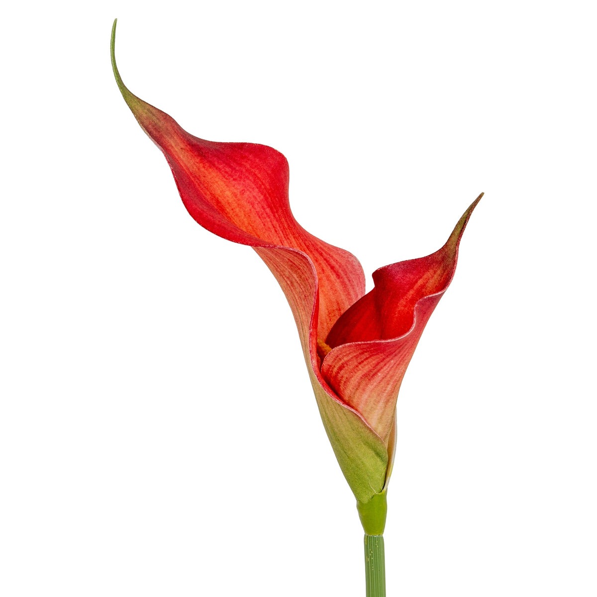 Fireball Calla Lily - image 3