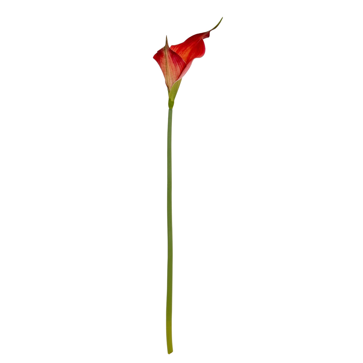 Fireball Calla Lily - image 4