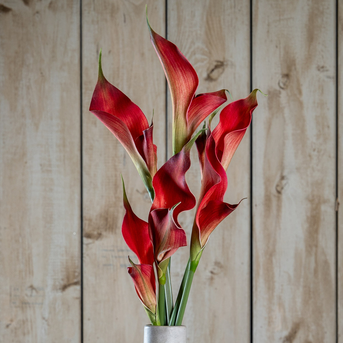 Fireball Calla Lily - image 1