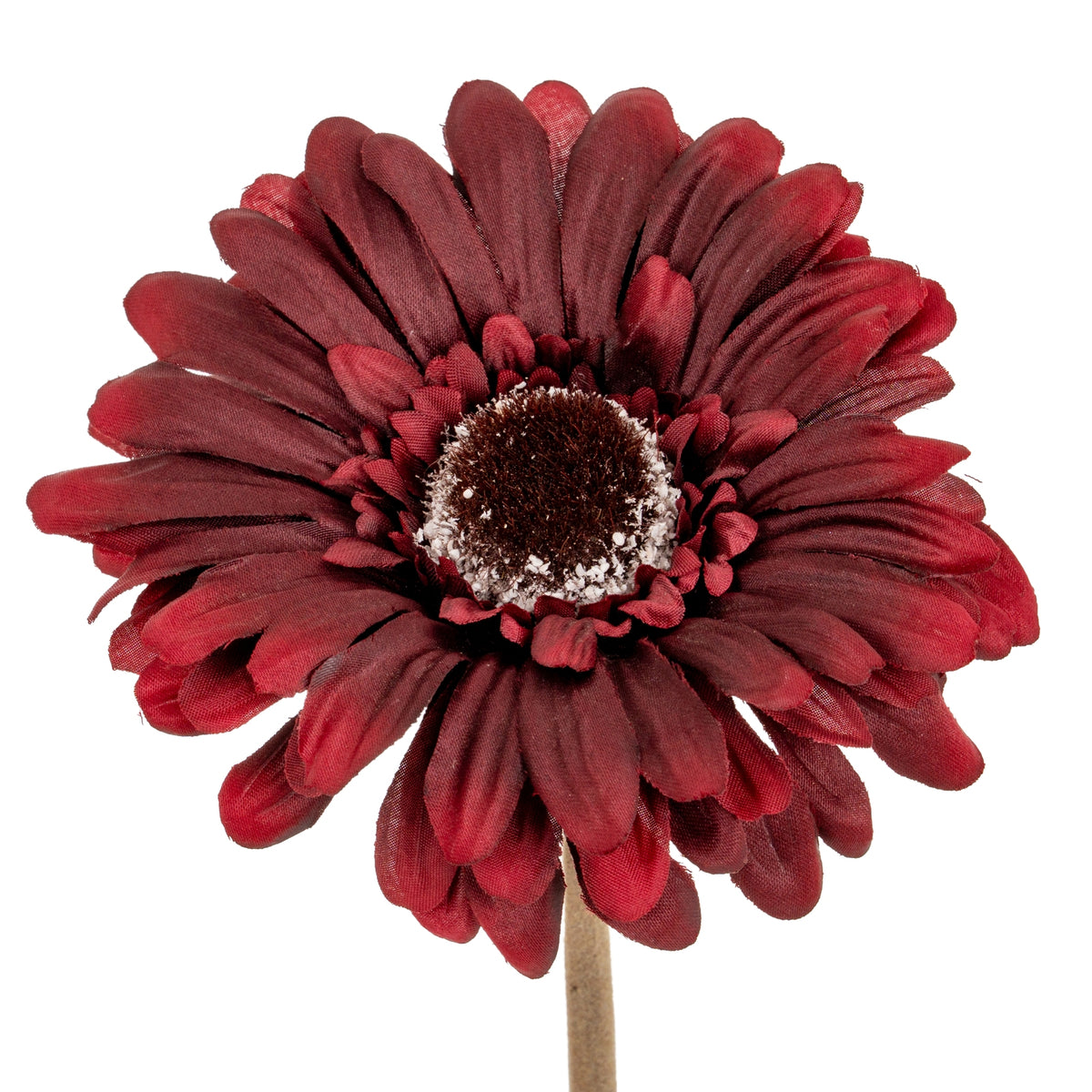 Burgundy Gerbera Stem - image 1