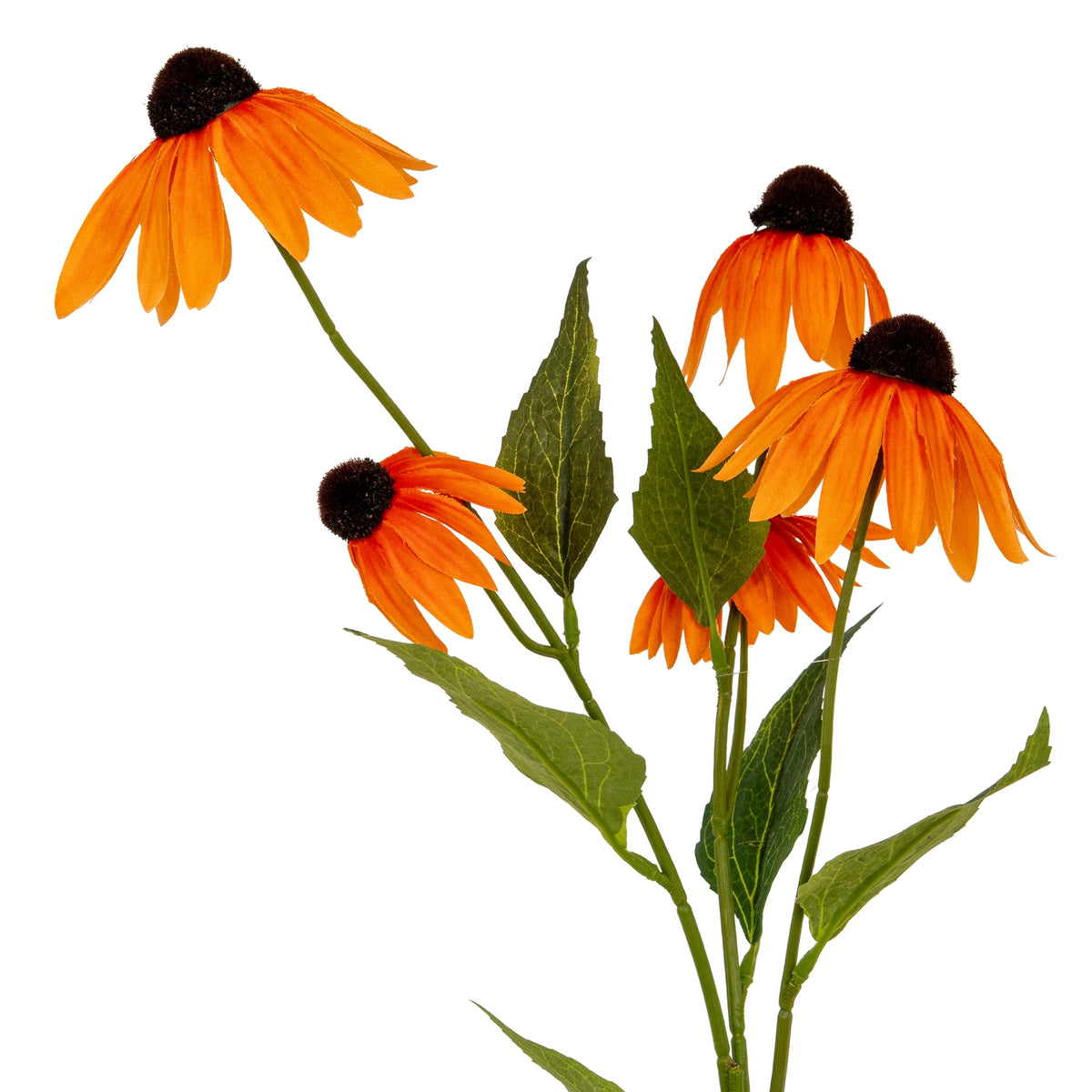 Orange Echinacea Spray - image 1