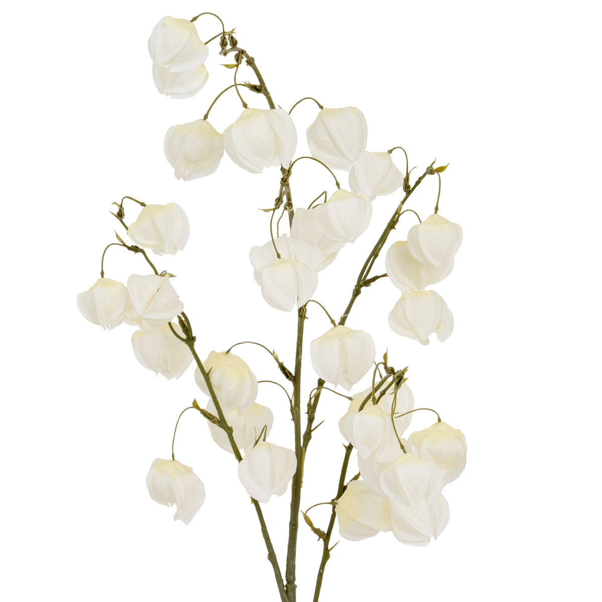 White Physalis Spray - image 1