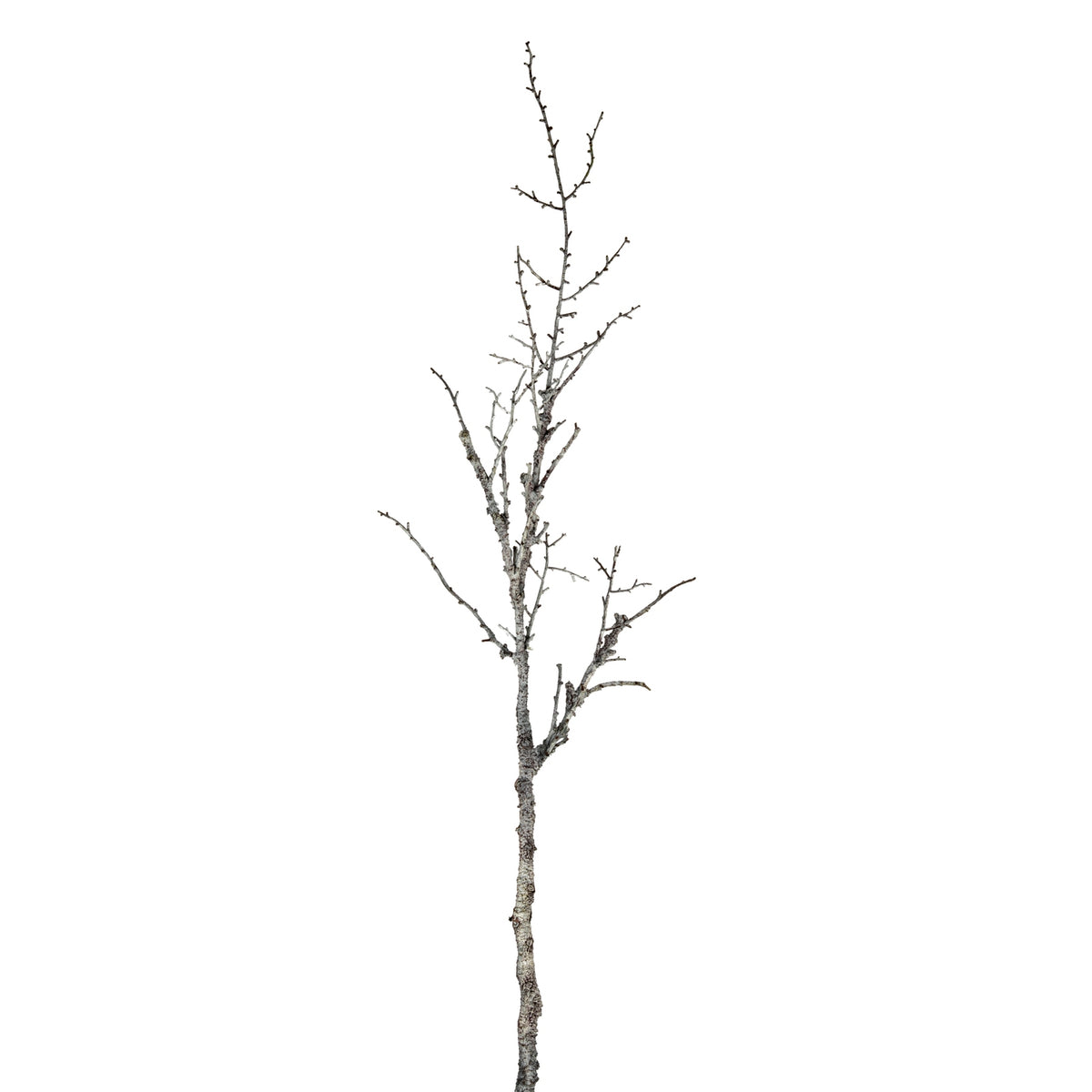 Snowy Winter Woodland Branch - image 1