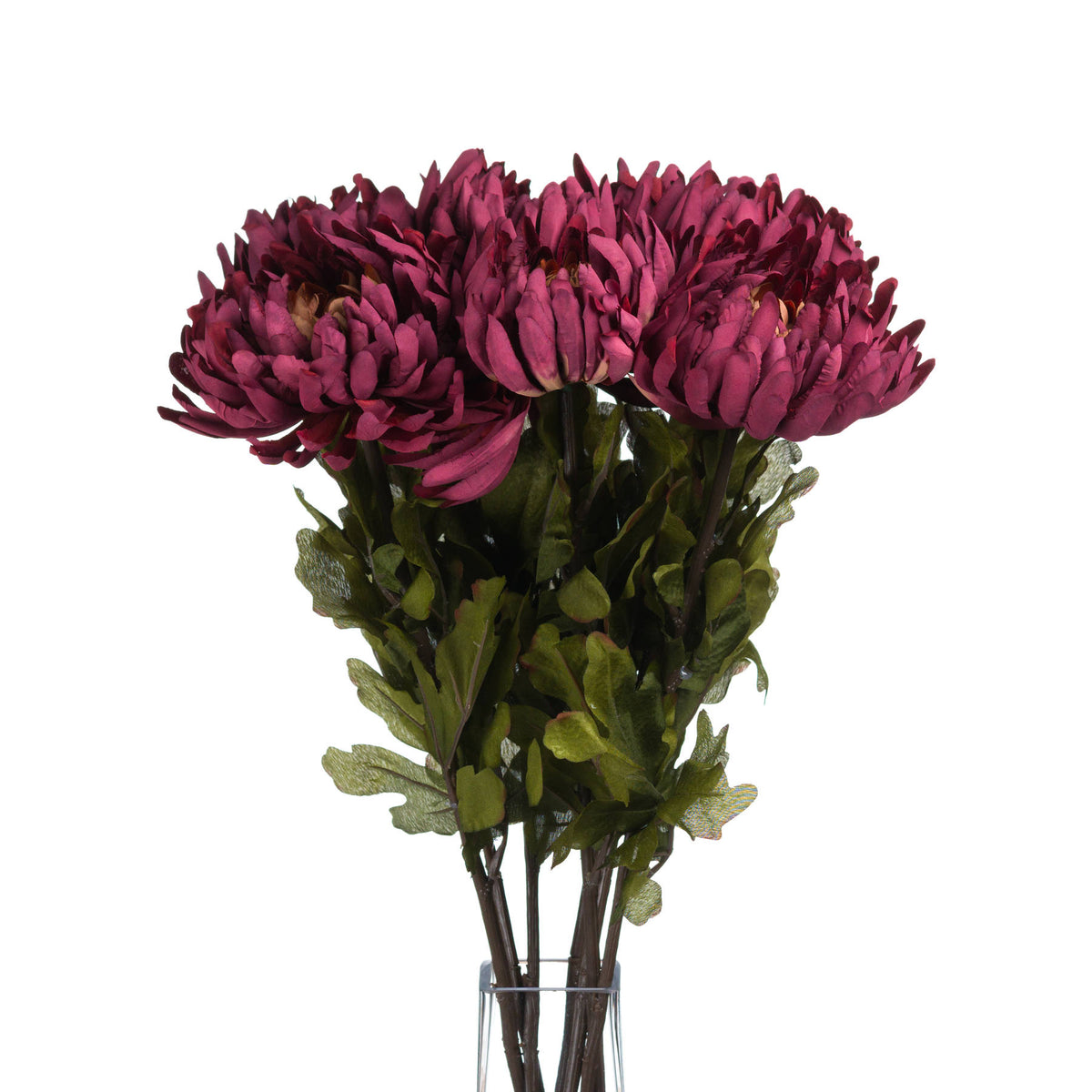 Autumn Spider Chrysanthemum - image 4