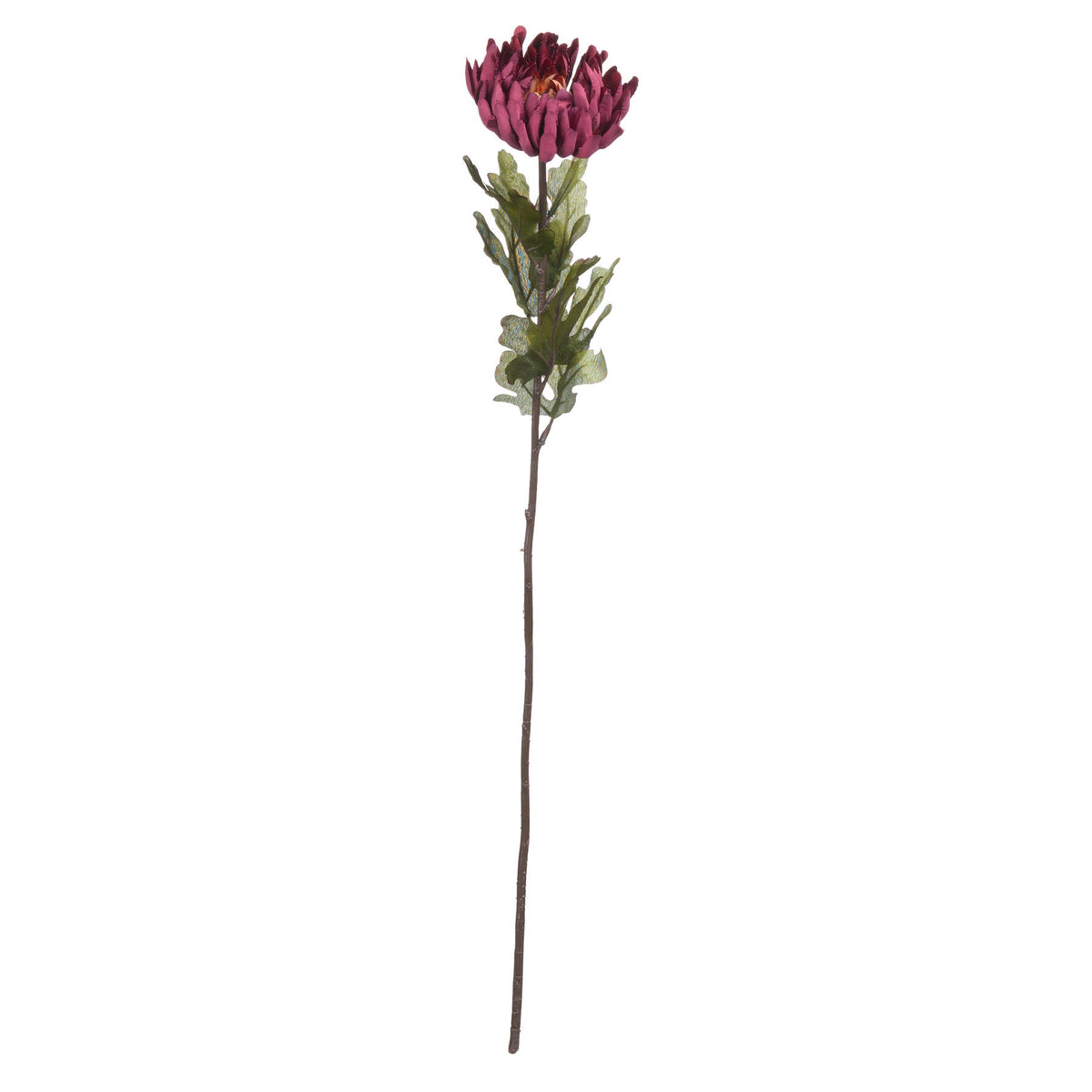 Autumn Spider Chrysanthemum - image 5