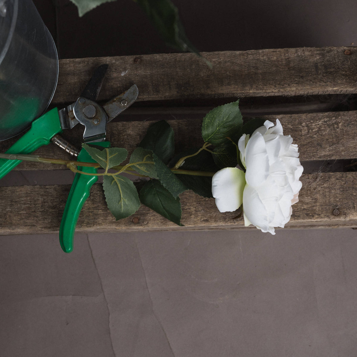 Blush Garden Rose - image 2