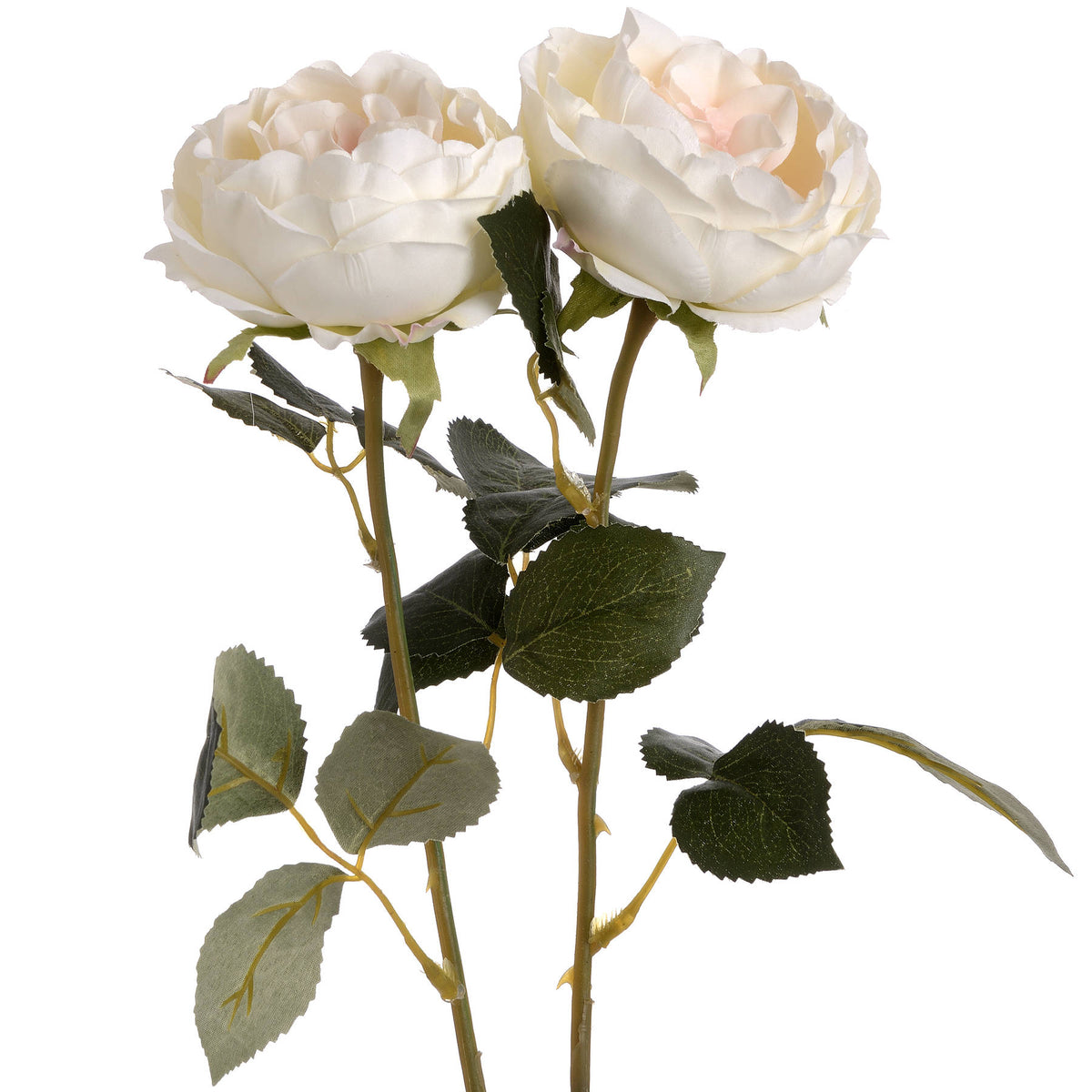 Blush Garden Rose - image 4