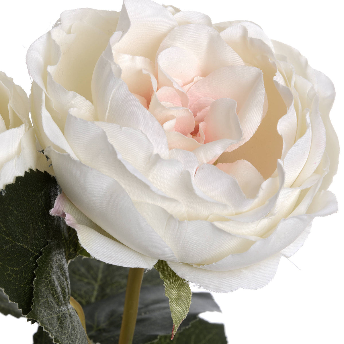 Blush Garden Rose - image 5