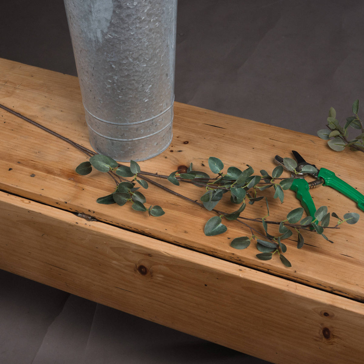 Tall Eucalyptus Stem - image 2