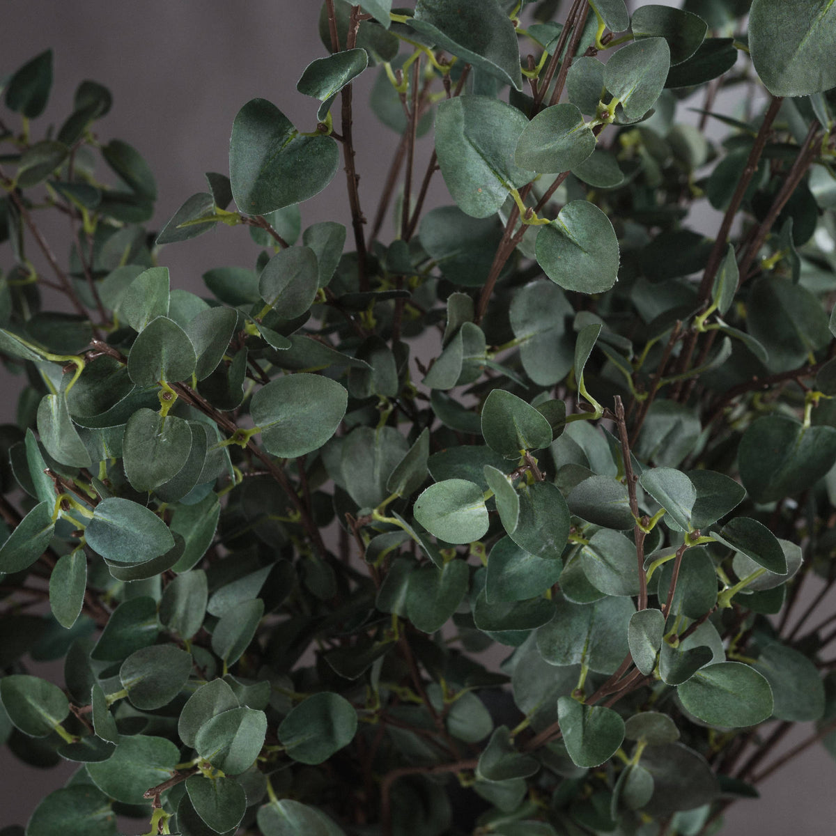 Tall Eucalyptus Stem - image 3