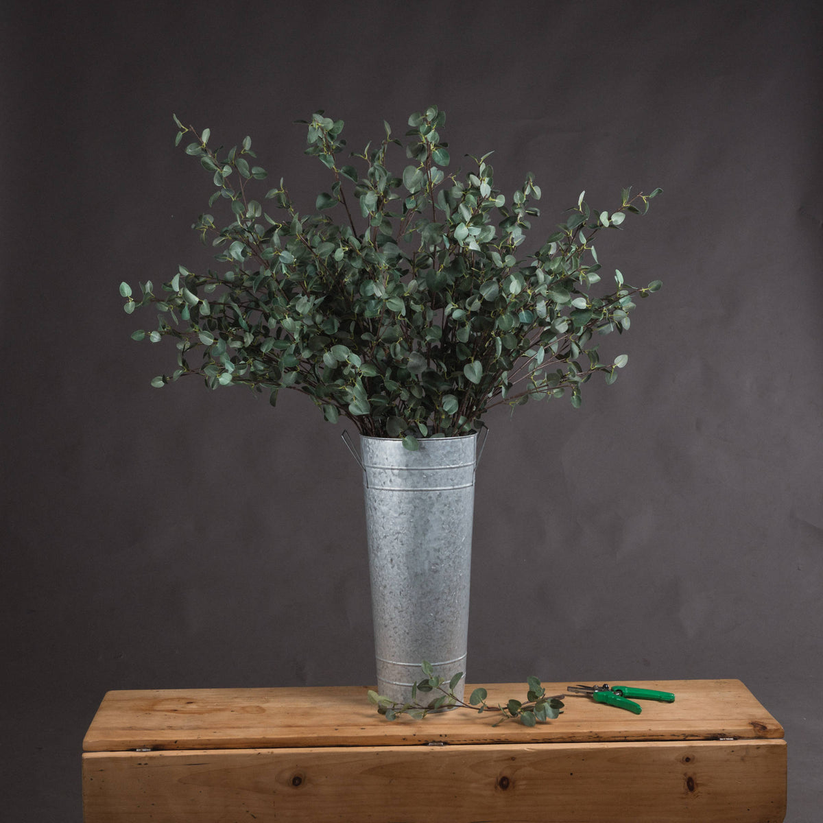 Tall Eucalyptus Stem - image 1
