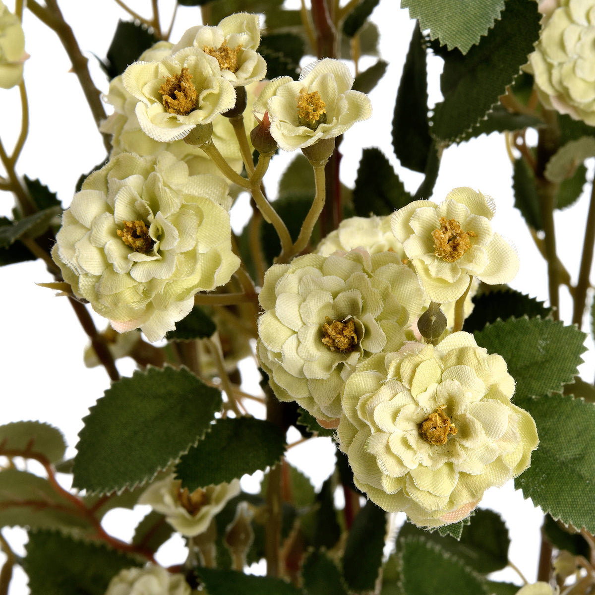 Green Wild Meadow Rose - image 5