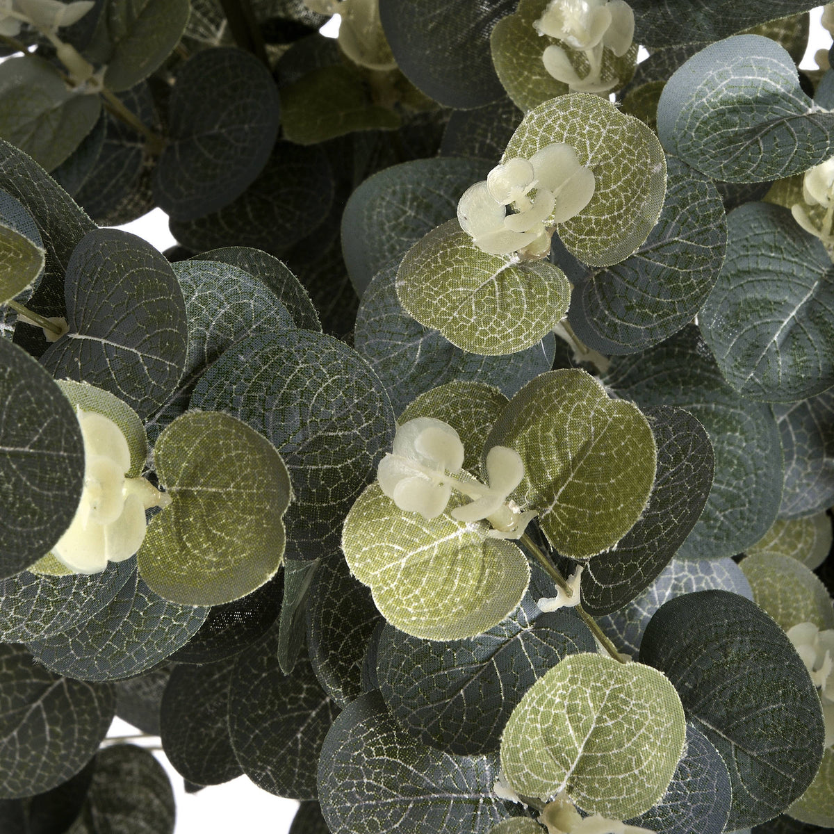 Eucalyptus Spray - image 5