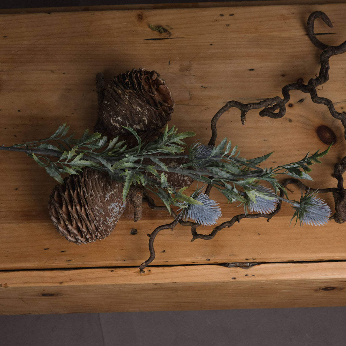 Eryngium Thistle - image 2