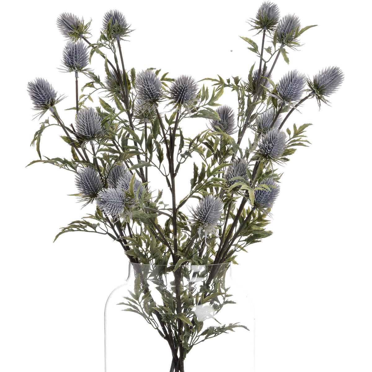 Eryngium Thistle - image 4
