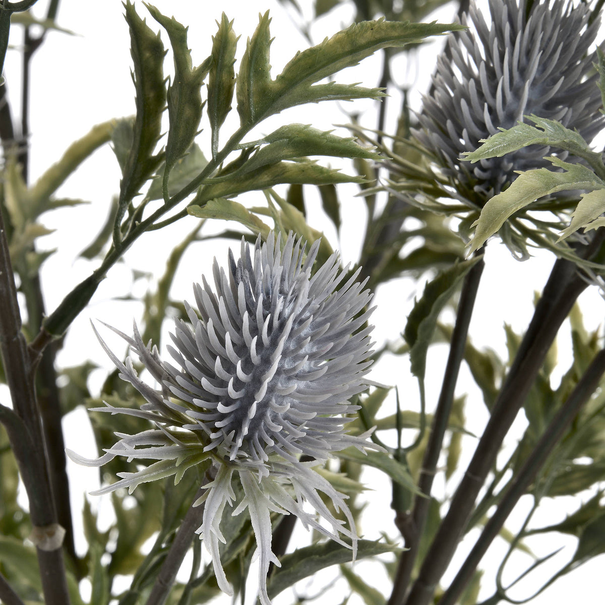 Eryngium Thistle - image 5