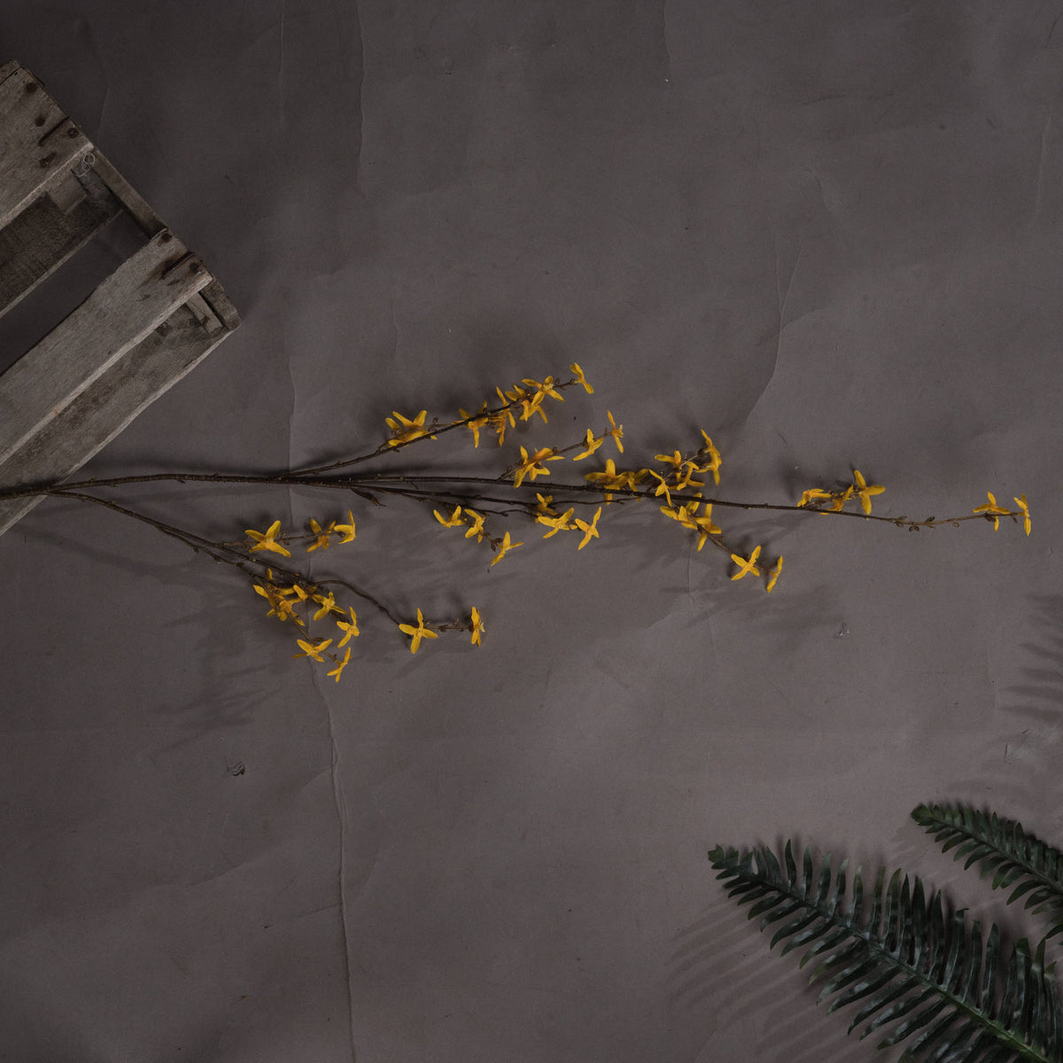 Forsythia - image 2