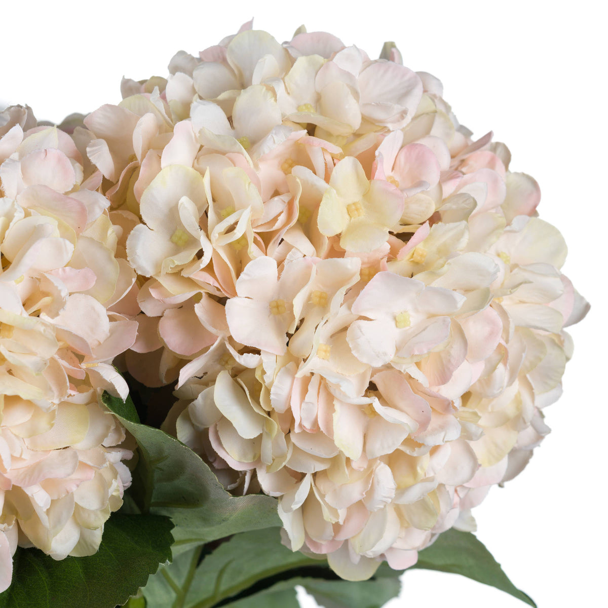 Autumn White Hydrangea - image 5