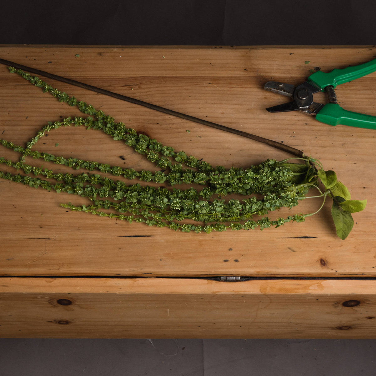 Green Amaranthus - image 2