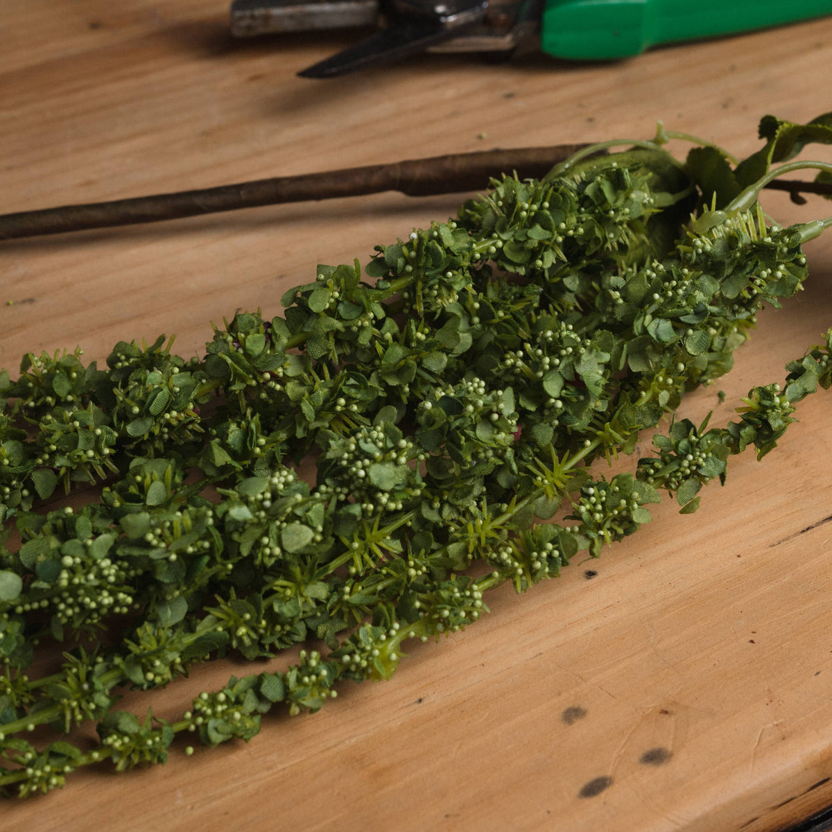 Green Amaranthus - image 3