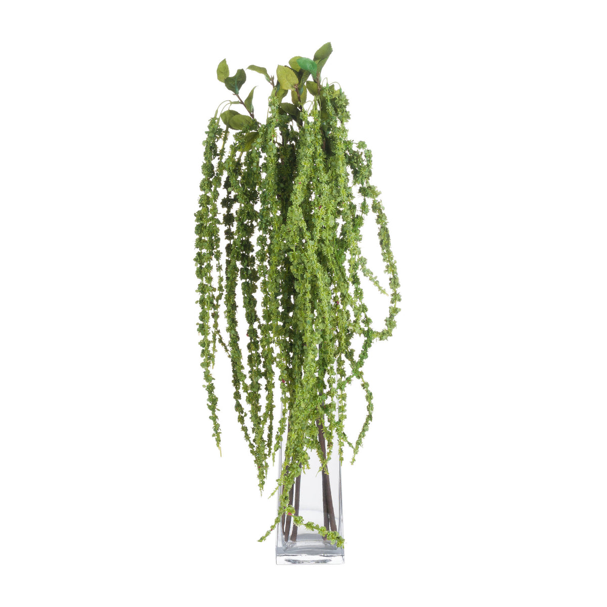Green Amaranthus - image 4