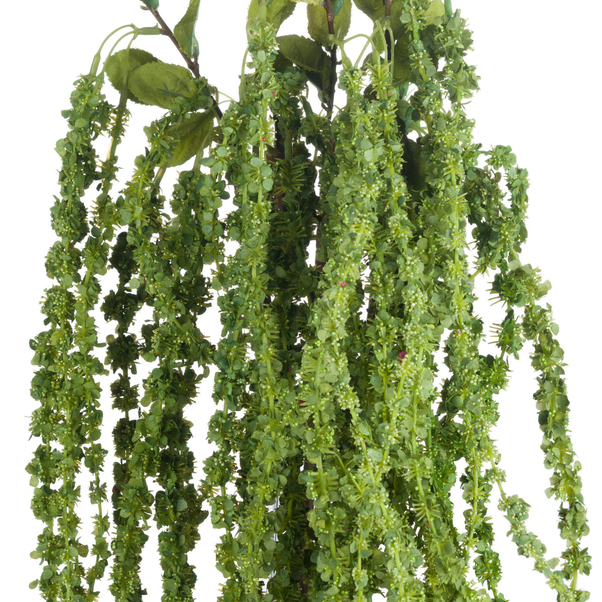 Green Amaranthus - image 5