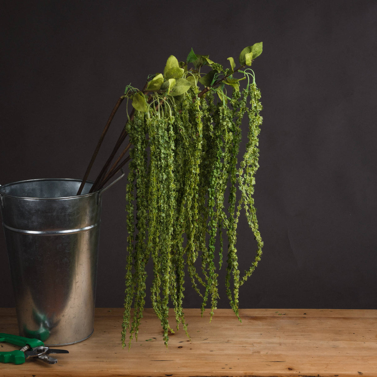 Green Amaranthus - image 1