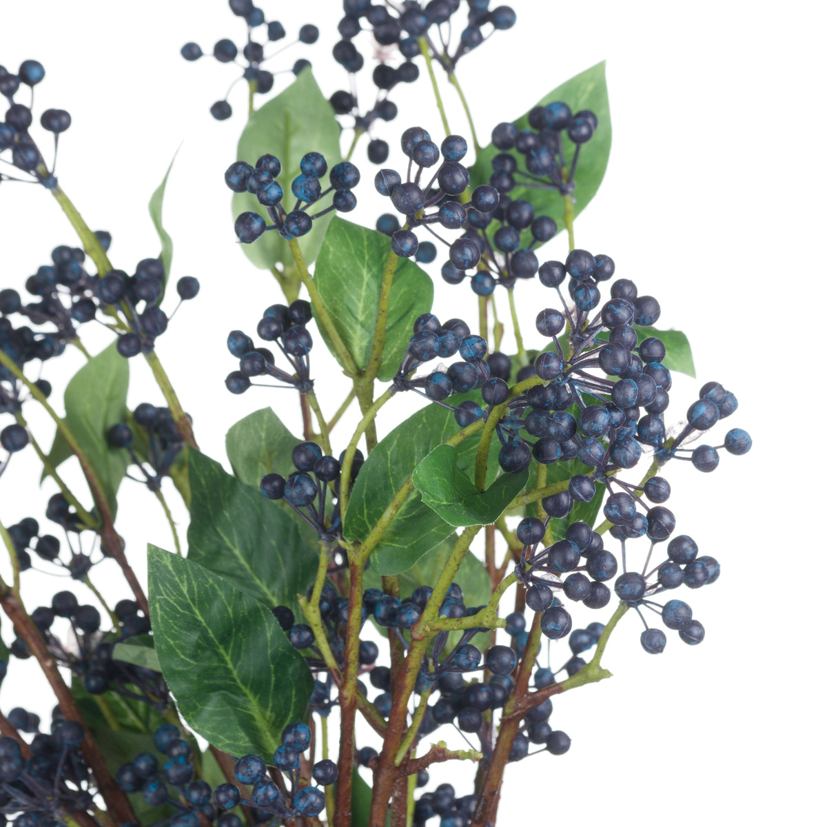 Viburnum Berry - image 4