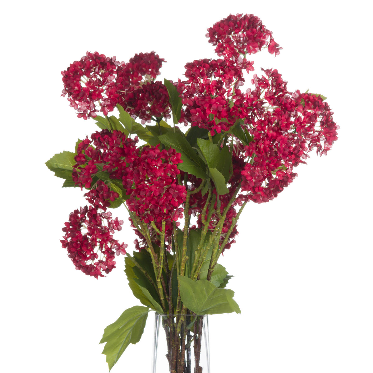Red Autumnal Viburnum - image 4