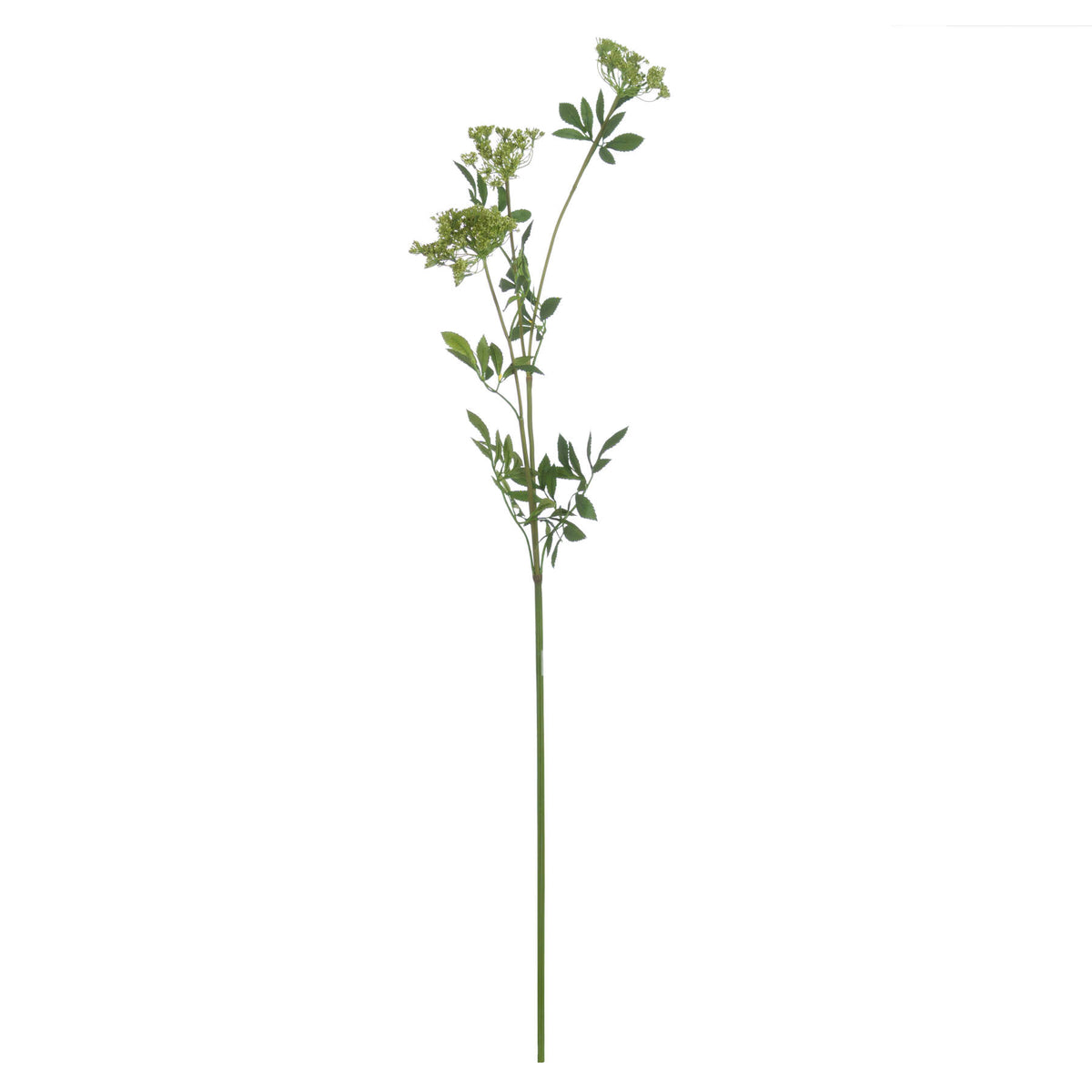 Faux Cow Parsley Ammi - image 4