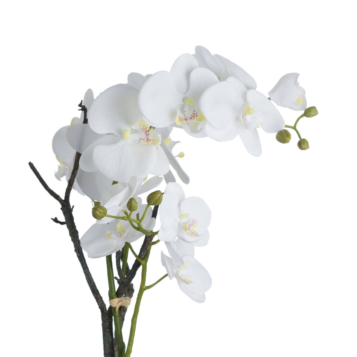 White Orchid In Stone Pot - image 3