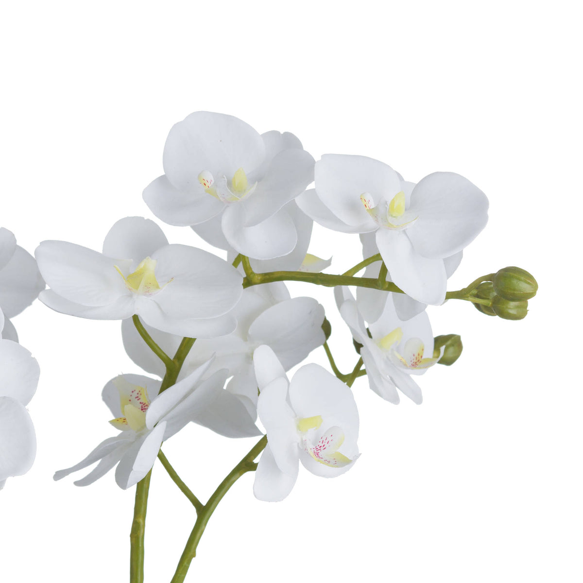 White Orchid In Glass Pot - image 3