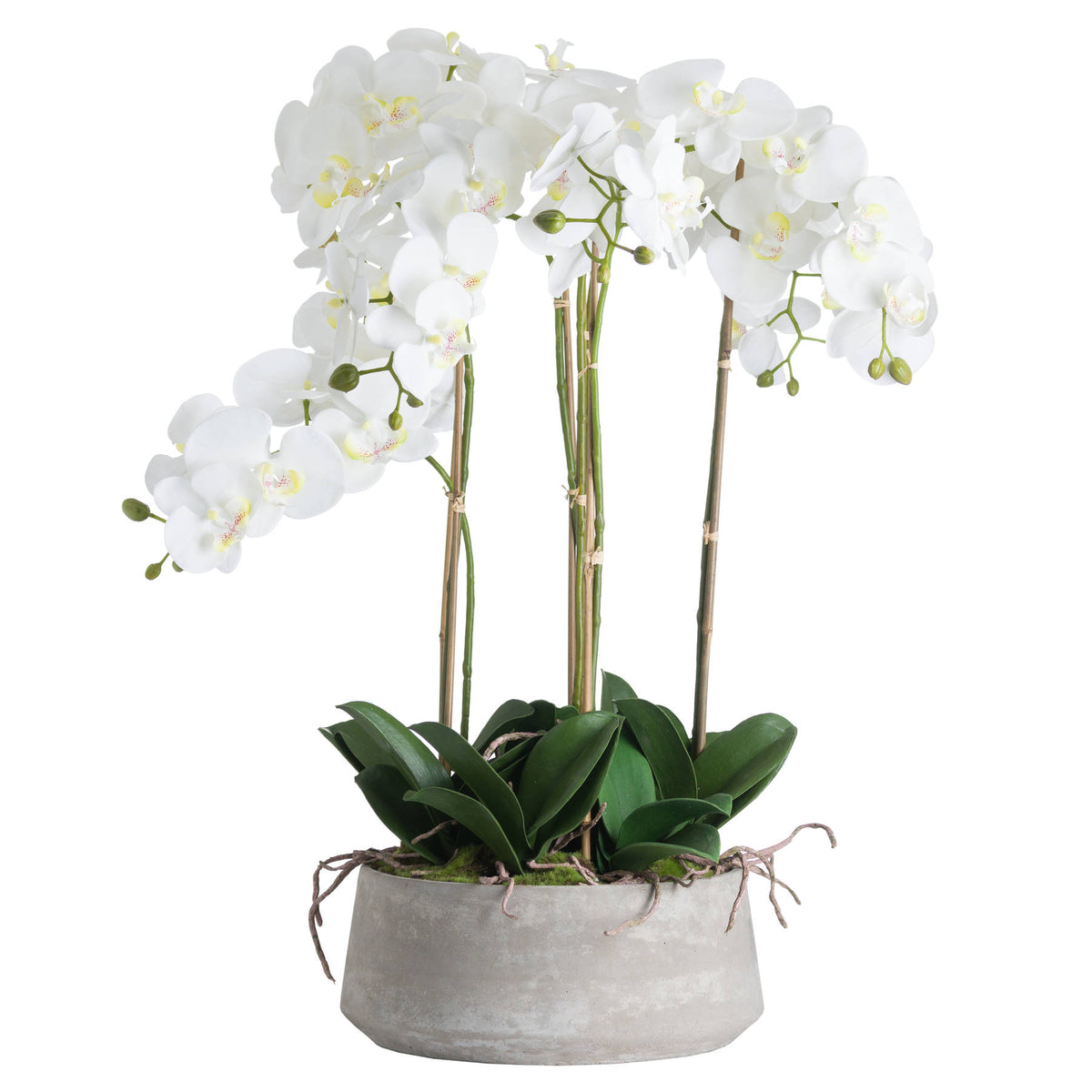 Large White Orchid In Stone Pot - image 2