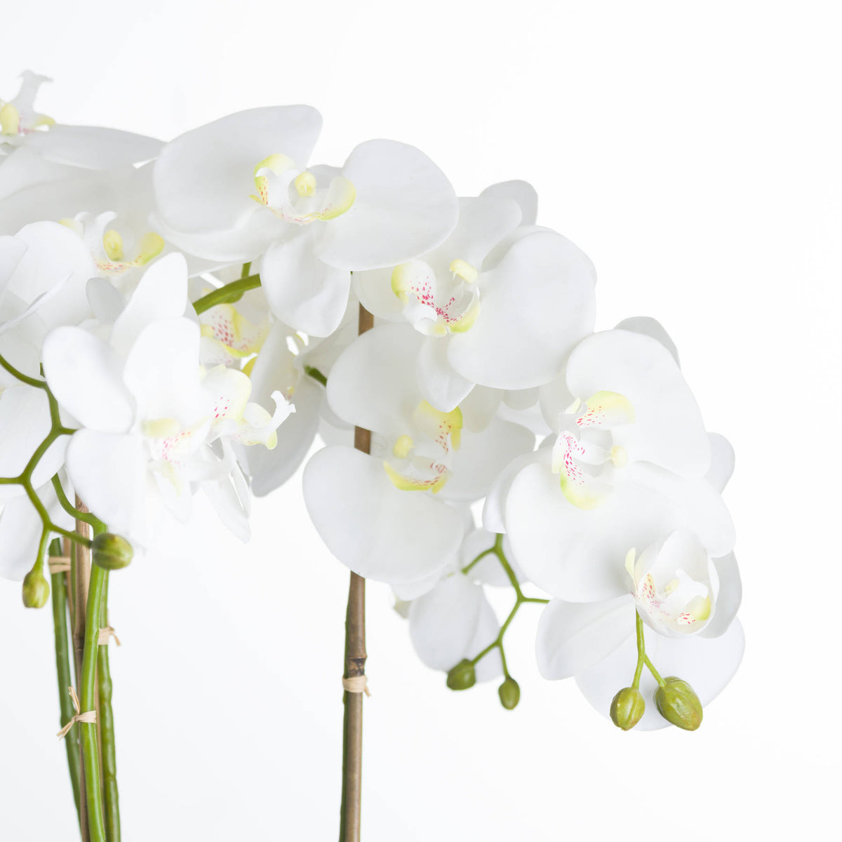 Large White Orchid In Stone Pot - image 3