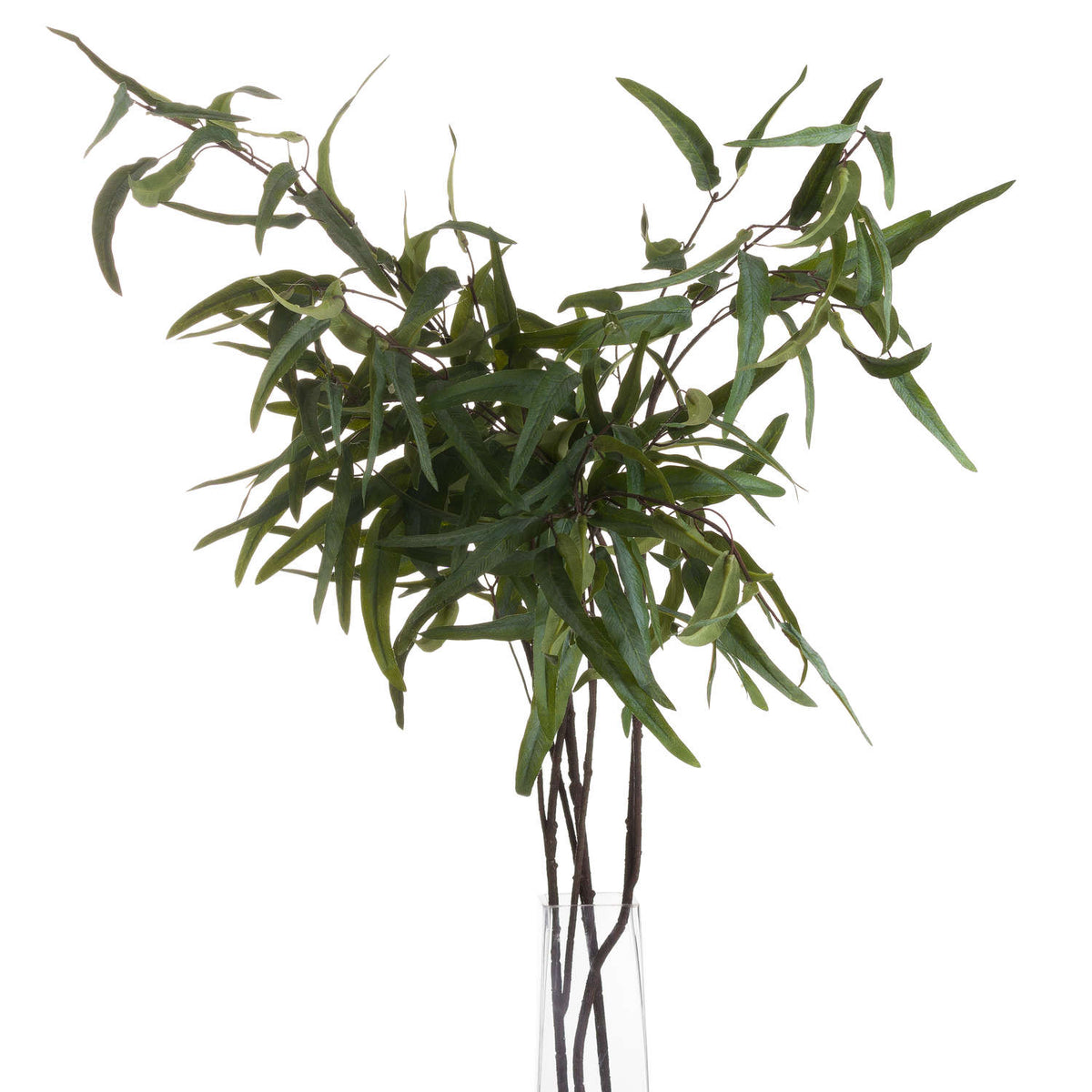 Eucalyptus Nicholii Spray - image 3