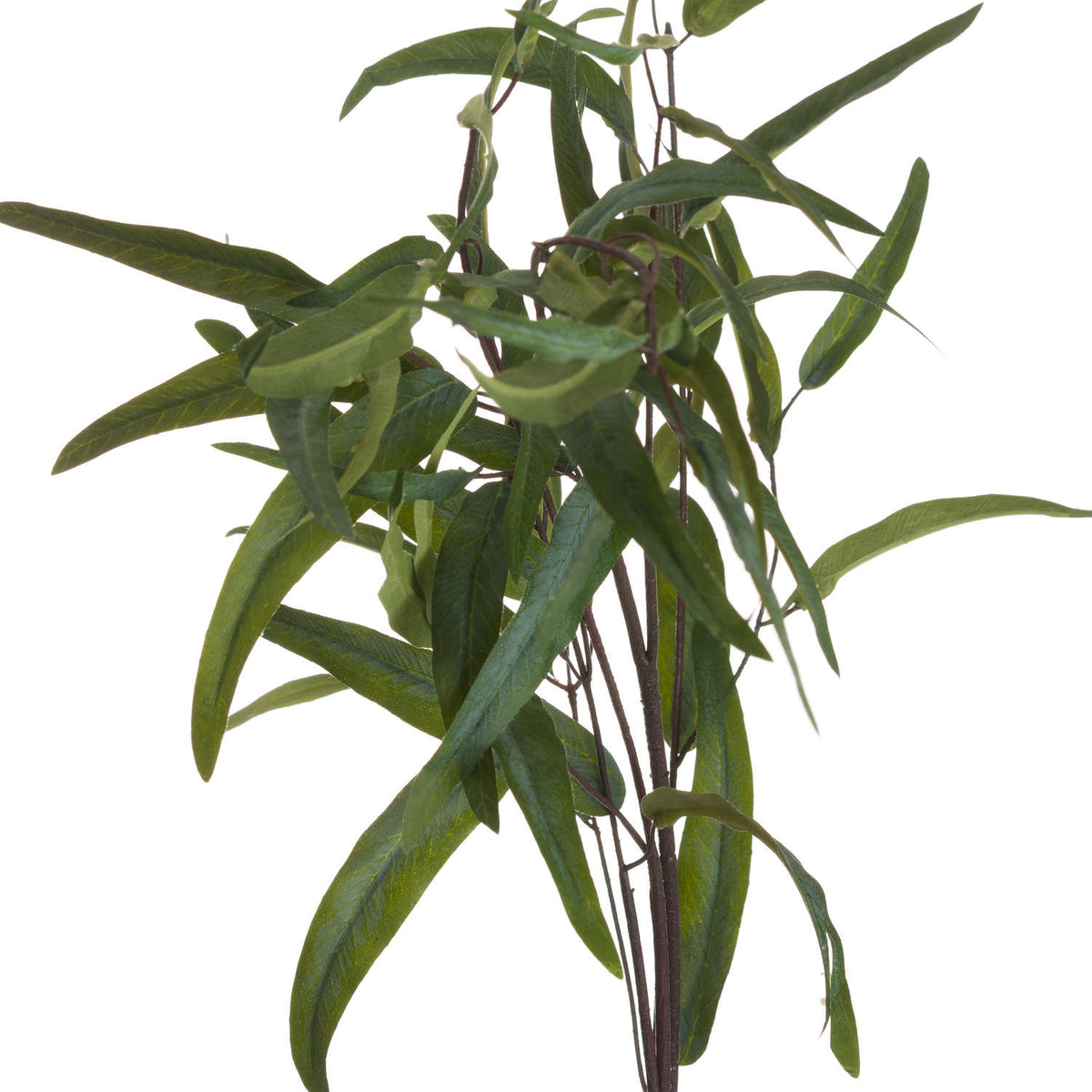 Eucalyptus Nicholii Spray - image 4