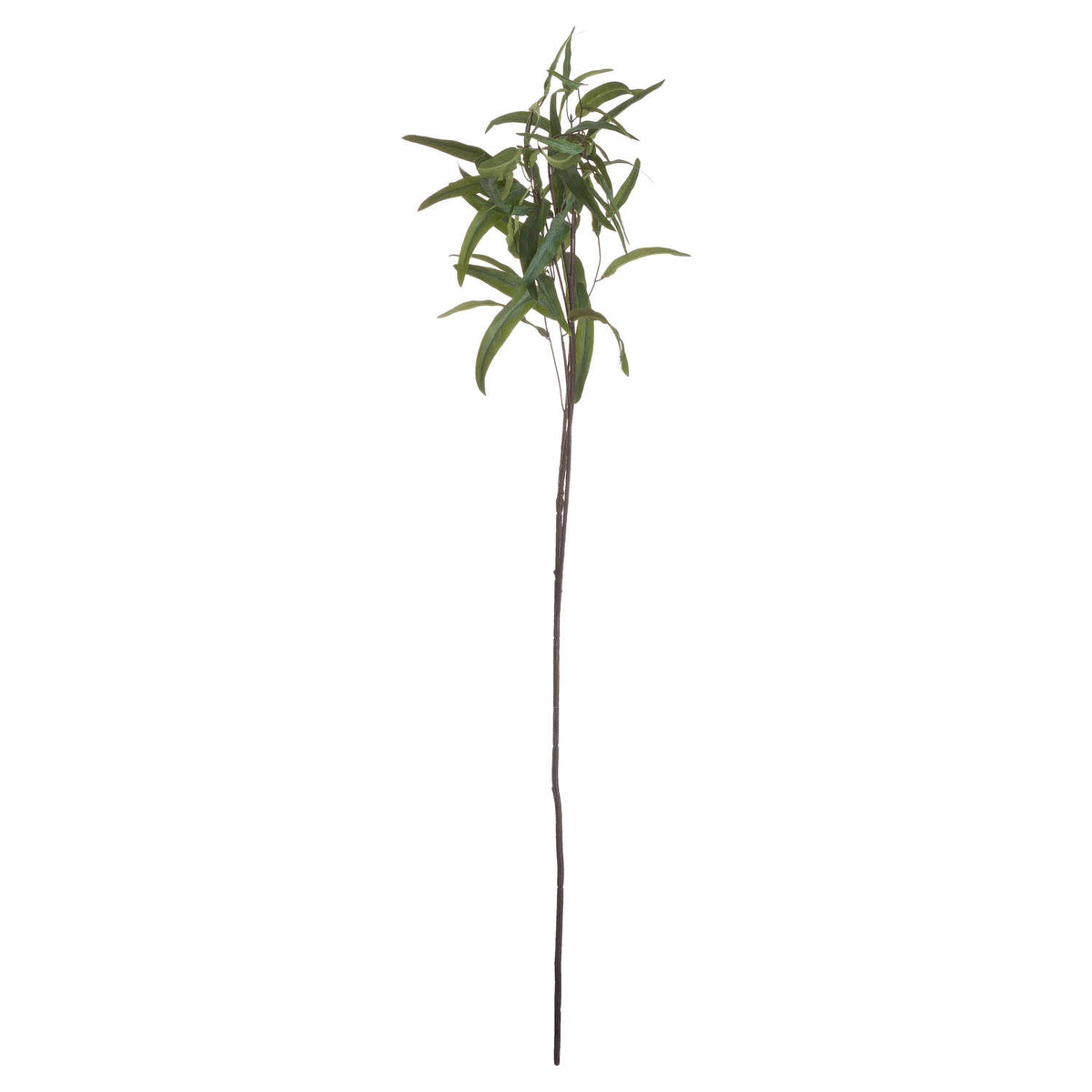 Eucalyptus Nicholii Spray - image 5