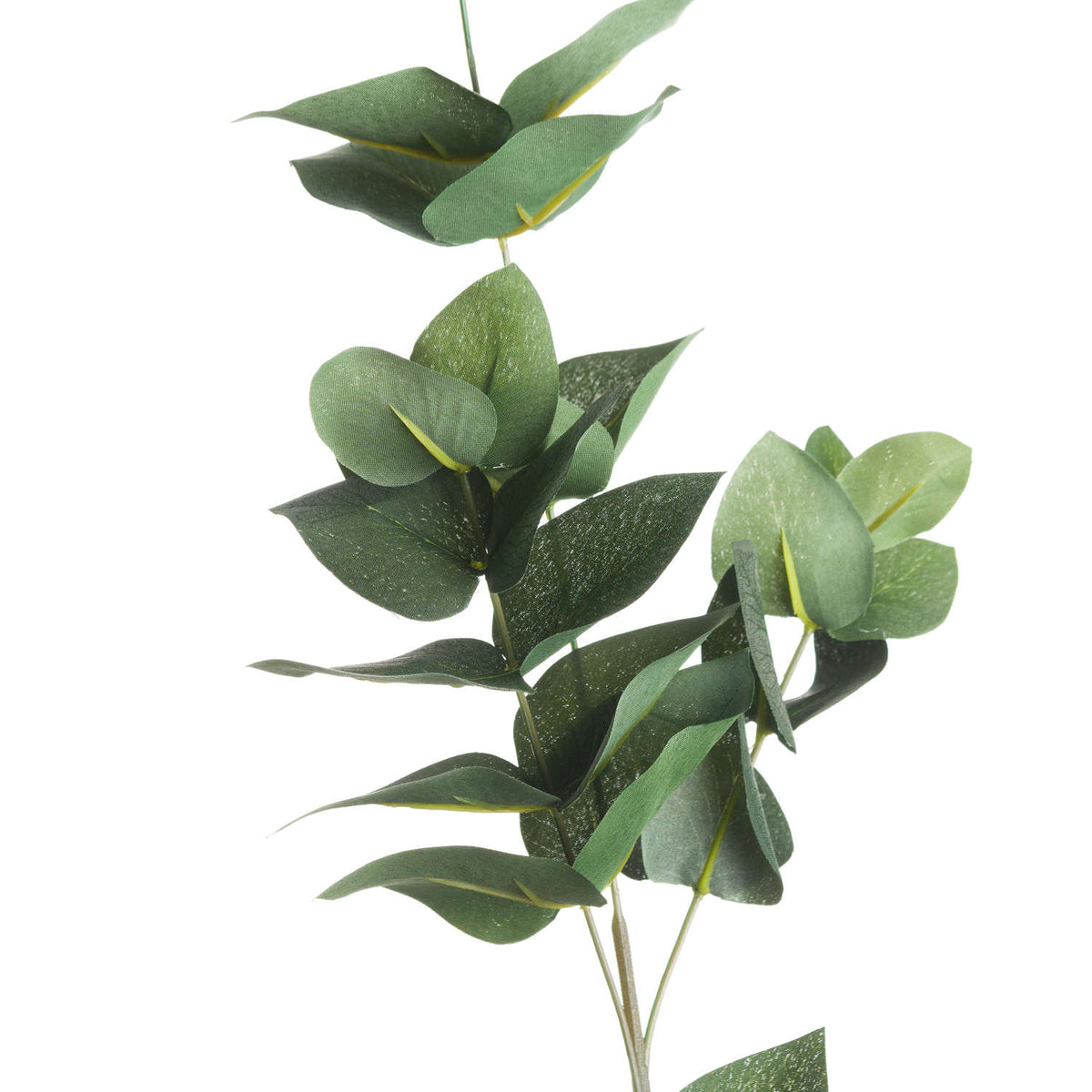 Eucalyptus Filler - image 2