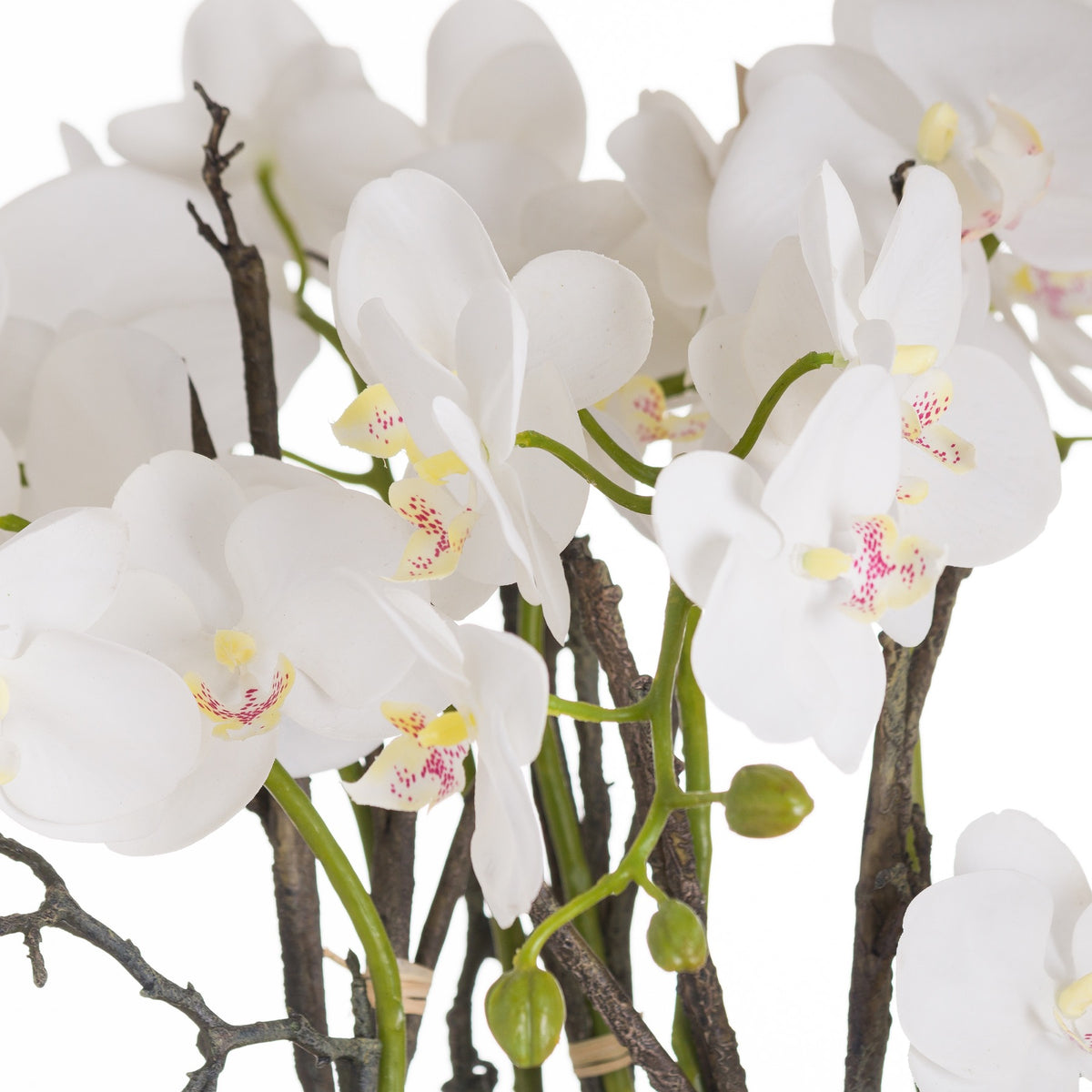 Large Stone Potted Orchid With Roots - image 2