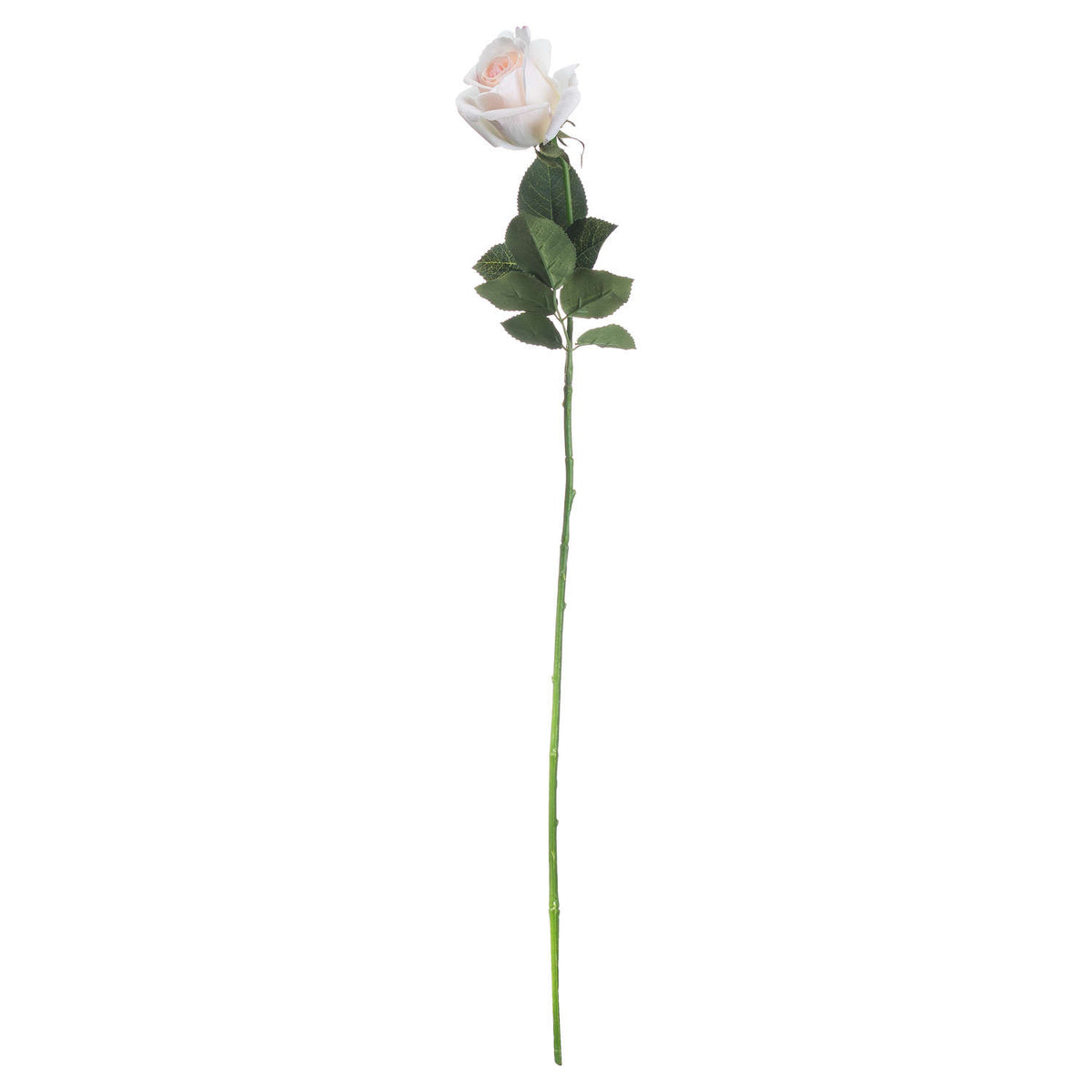 Palest Pink Tea Rose - image 4