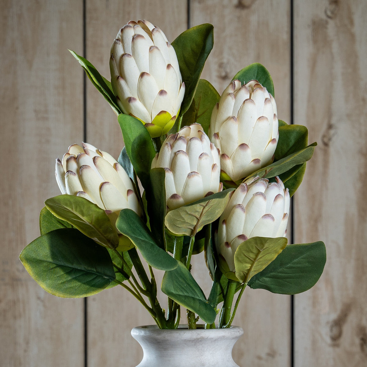Closed White Protea - image 1
