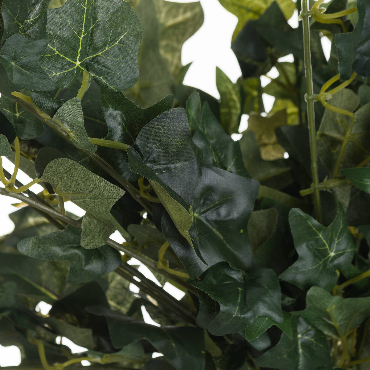 Ivy Pick - image 2