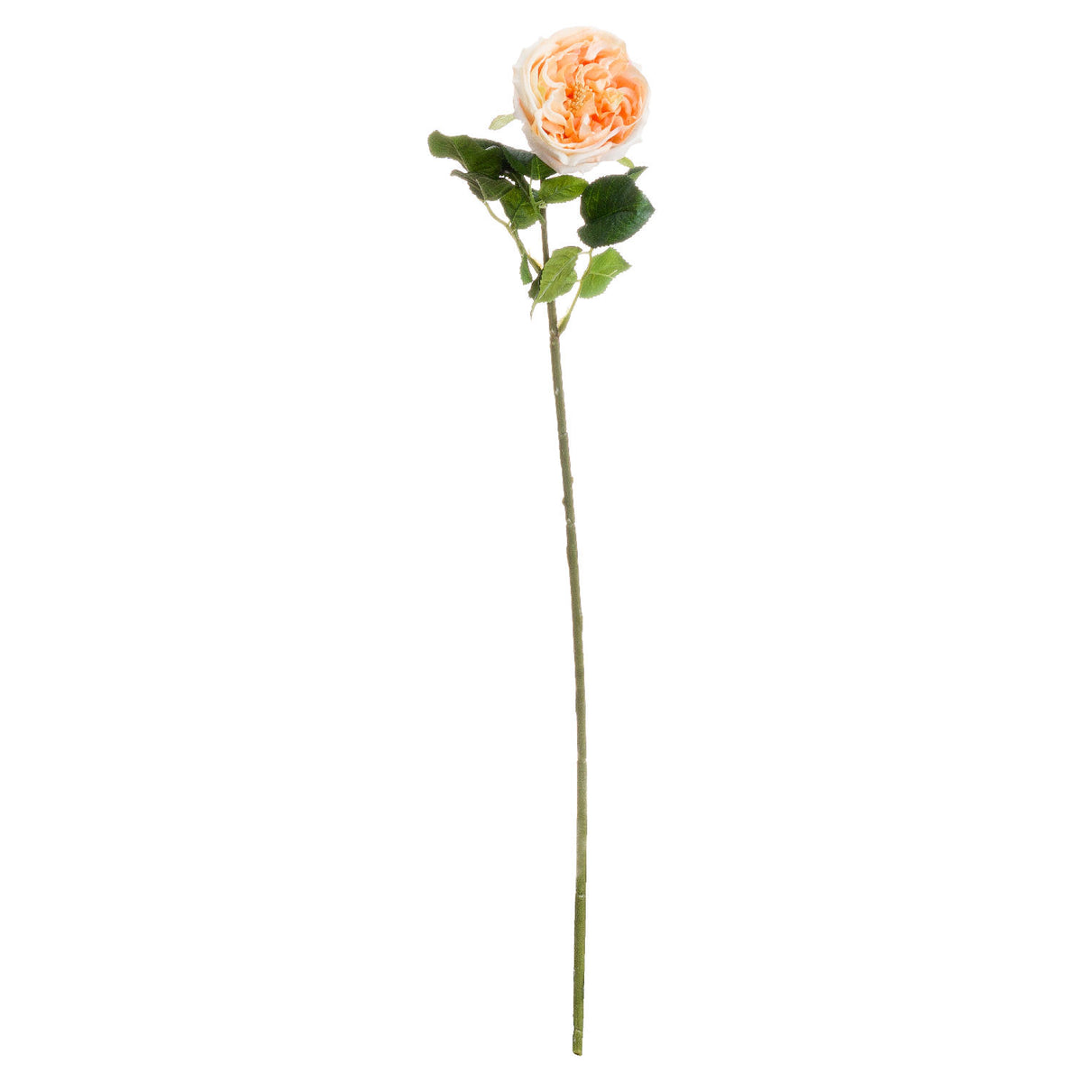 Butter Portland Rose - image 2
