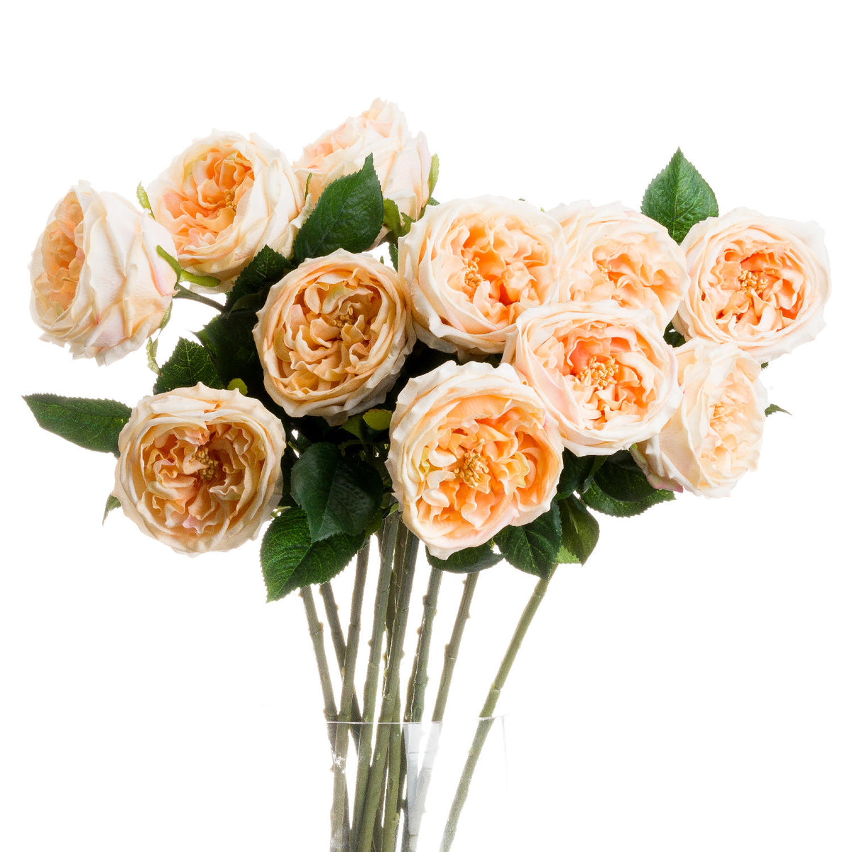 Butter Portland Rose - image 1