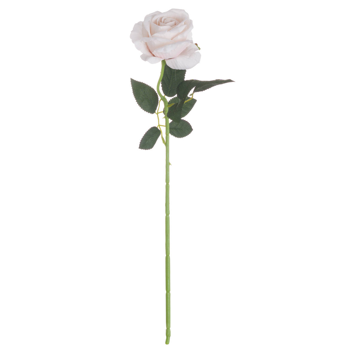 Pastel Pink Tea Rose - image 3