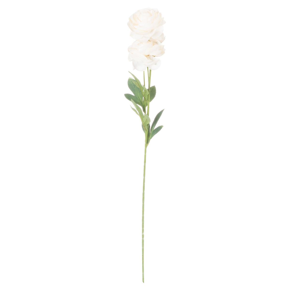 Cream Ranunculus - image 3