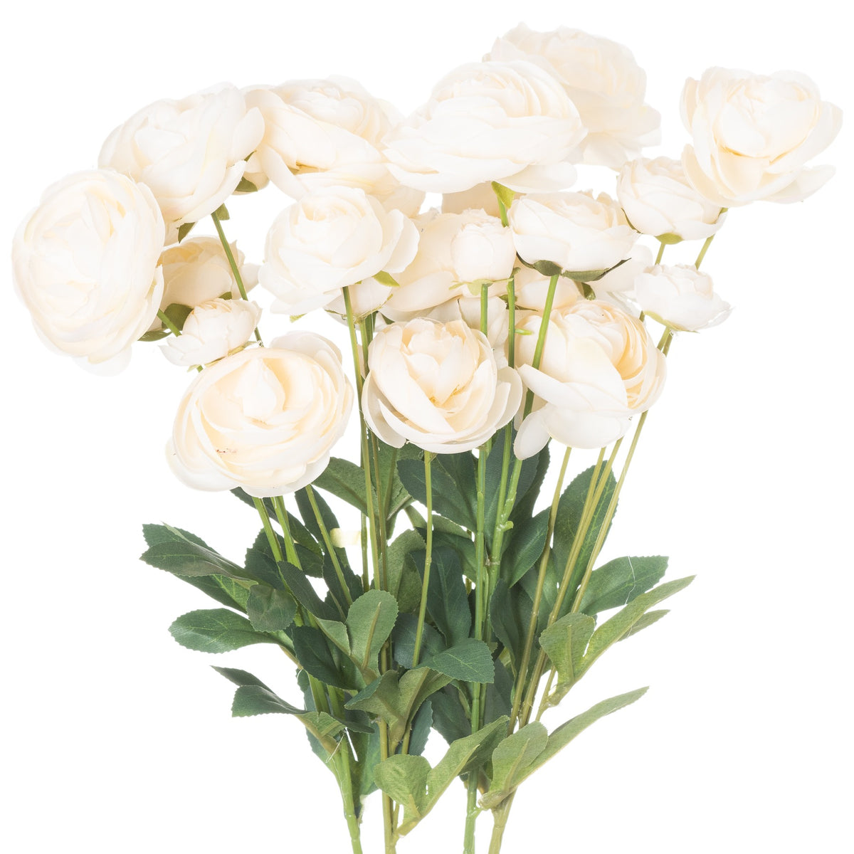 Cream Ranunculus - image 1