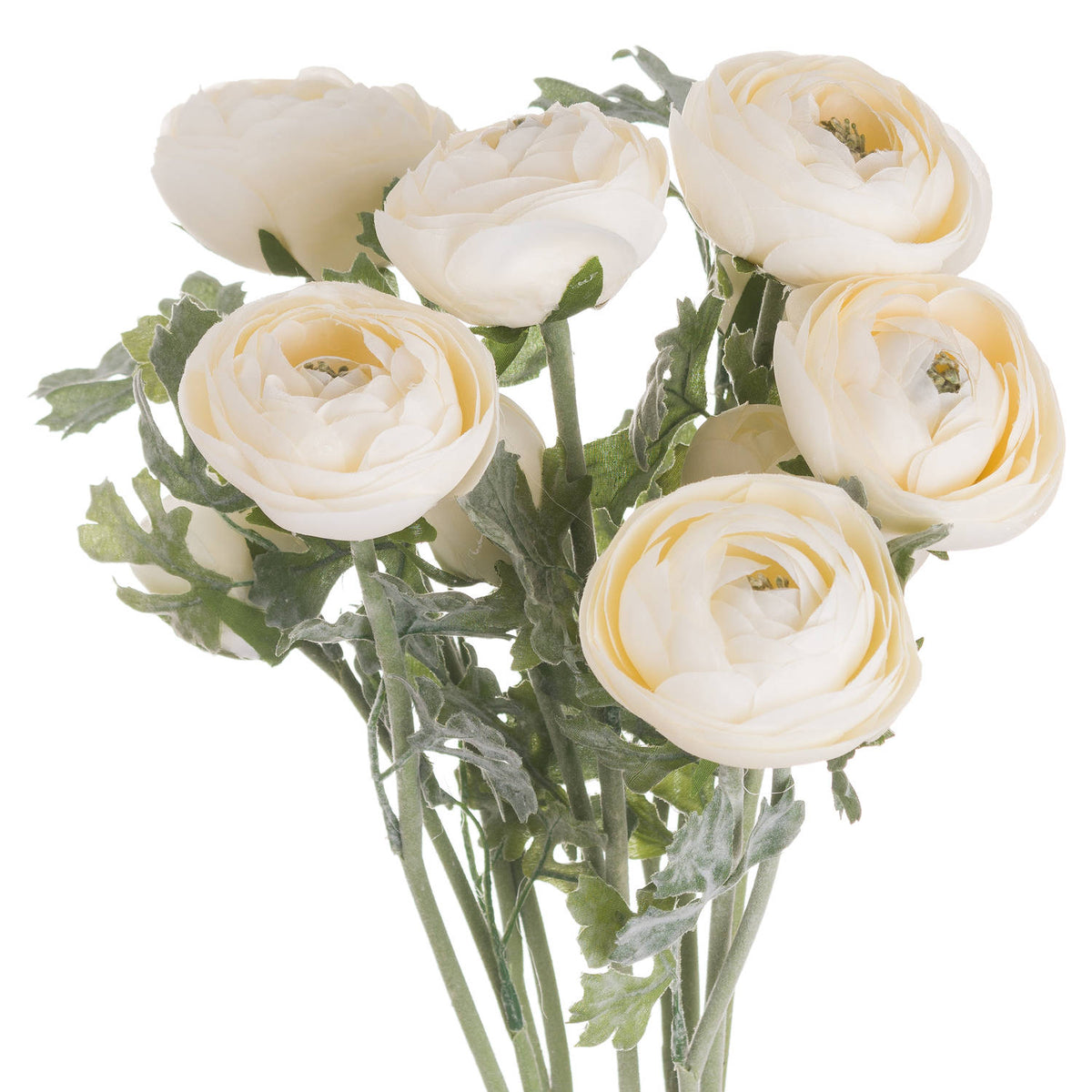 Soft Cream Ranunculus - image 1
