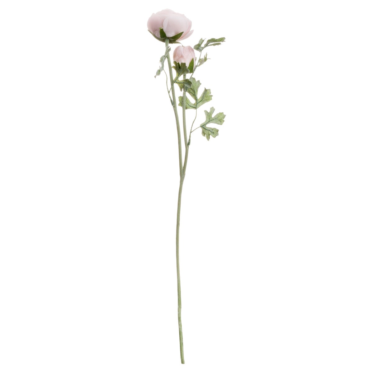Pastel Pink Ranunculus - image 4